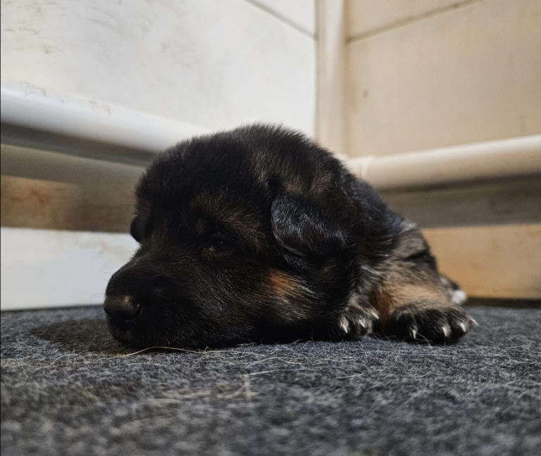 German Shepherd puppy